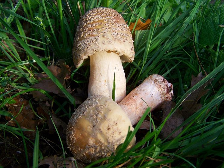 ﻿У Львівській області шестеро людей отруїлися грибами, стан усіх – украй важкий