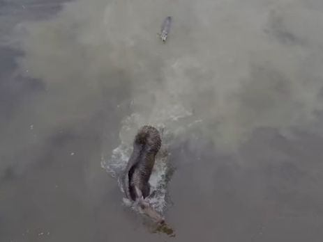 ﻿Канадець за допомогою безпілотника зняв поєдинок лося і вовка. Відео