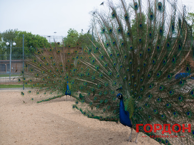 ВСЕ В САД: СЕЛЬСКОЕ ХОЗЯЙСТВО И ГЛАВНЫЙ ЗООПАРК СТРАНЫ