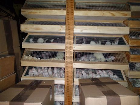 В Германии задержали самый большой груз контрабандных животных – более 7 тысяч особей