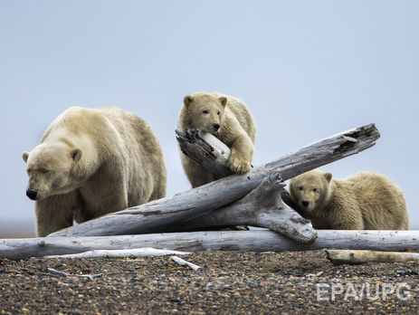 ﻿У Росії понад 20 білих ведмедів осіли поблизу чукотського селища