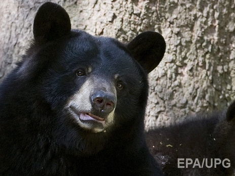 На Камчатке медведь зашел на городской рынок. Видео