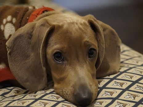 В России докторскую колбасу проверят на мясо собак и лошадей