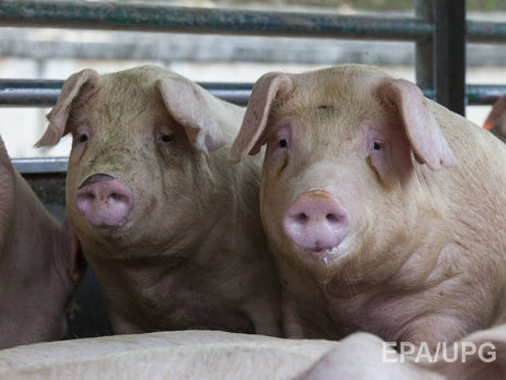 ﻿Росія розширила продовольче ембарго і заборонила імпорт свинини з низки країн Заходу та України