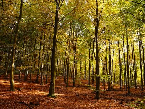 В Украину идет потепление из Западной Европы – Укргидрометцентр