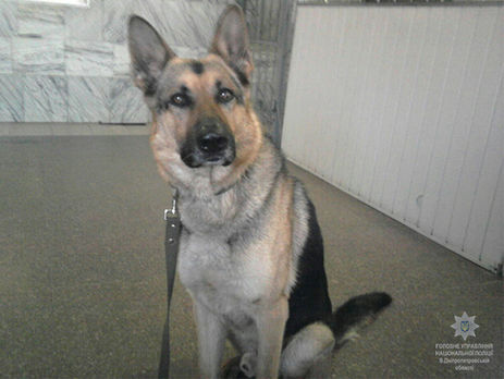 В Днепропетровской области с помощью служебного пса полиция обнаружила арсенал оружия. Фоторепортаж