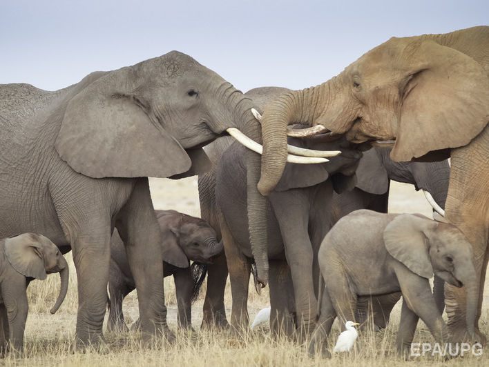 ﻿Трамп залишив чинною заборону на ввезення до США трофеїв із африканських слонів