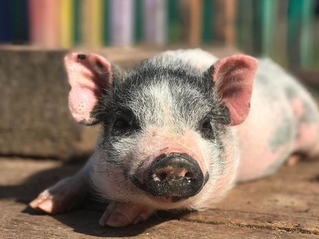 ﻿У Росії відвідувачі зоопарку напали на тварин