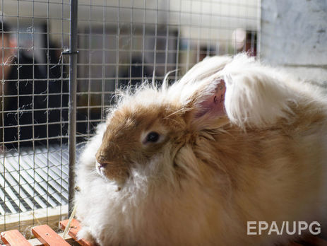 В Дании в однокомнатной квартире обнаружили 46 кроликов