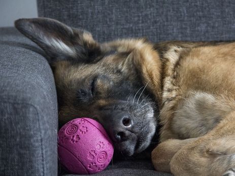 Житель Харькова получил более трех лет тюрьмы за заказное убийство собаки