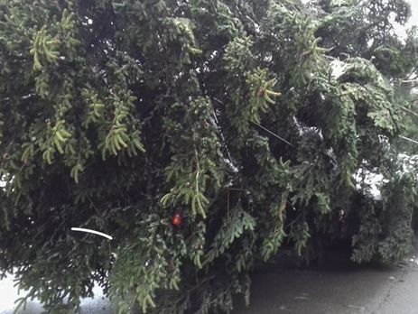 ﻿До Києва везуть головну ялинку країни