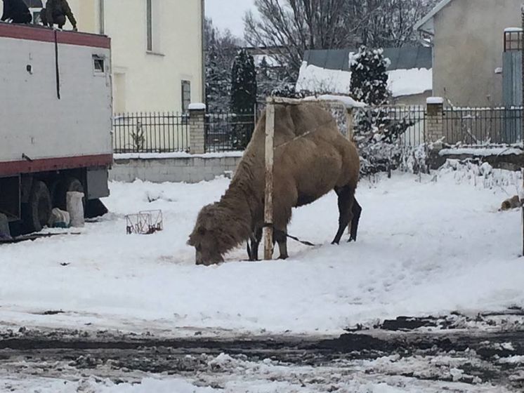 ﻿Грузинський цирк покинув у Тернопільській області верблюда