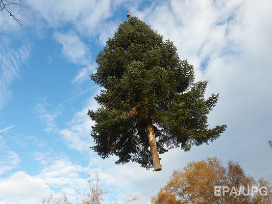 Легальность происхождения новогодних елок в Украине можно проверить с помощью мобильного приложения