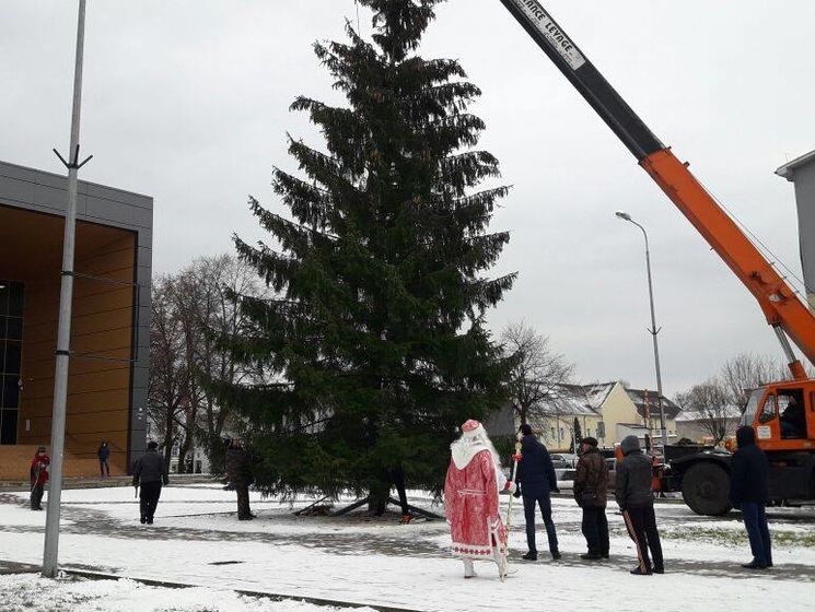 Главной елкой в Калининградской области РФ стало дерево, спиленное на территории детсада