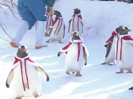 Пінгвінів убрали в червоні плащі і ковпаки