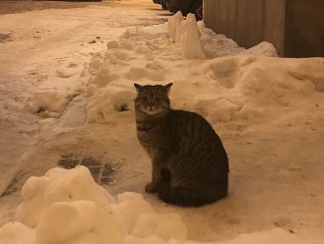 У кота Амбассадора из МИД Украины появился свой аккаунт в Twitter