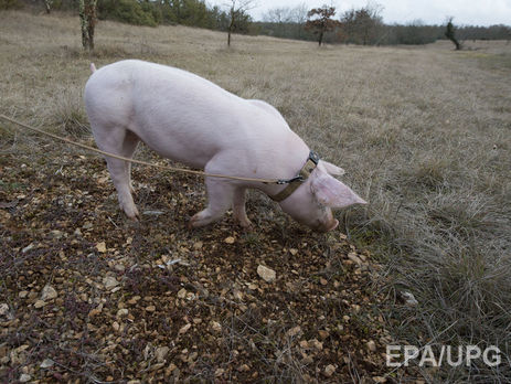 В Белой Церкви с крыши фуры упала свинья