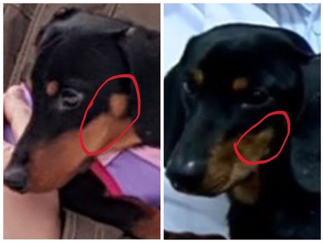 В соцсетях Рогозина обвинили в подмене таксы, 