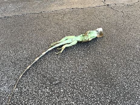 У США ігуани падають із дерев, заціпенівши від холоду