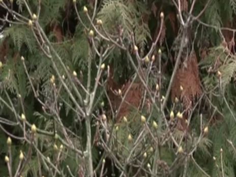 В Харькове из-за аномально теплой погоды готовятся зацвести магнолии и сирень