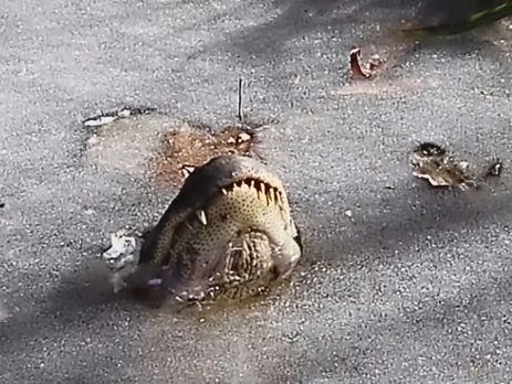 Из-за морозов в США аллигаторы в национальном парке Северной Каролины оказались подо льдом. Видео