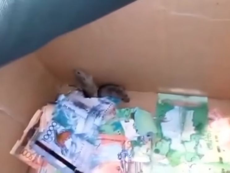 В Казахстане работники банка обнаружили в банкомате мышей, которые грызли деньги. Видео