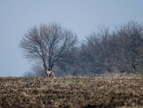 Кабмин снял ограничения на получение земли участниками АТО