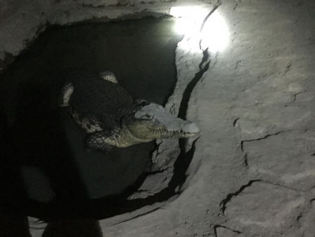 У бетонній підлозі в підвалі було вирубано басейн, у якому жив крокодил
