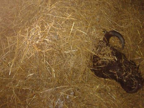 Во Львовской области спасатели вытащили зубра, упавшего в мелиоративный канал