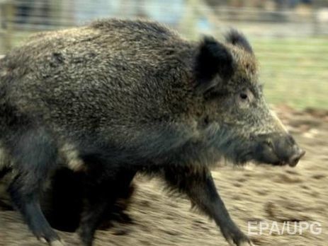В Польше дикий кабан ворвался в церковь во время воскресной мессы и сломал статую Христа