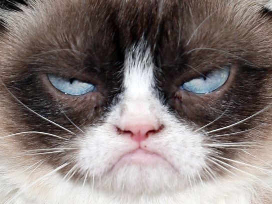Хозяйка кошки Grumpy Cat отсудила более $700 тыс. за нарушение авторских прав