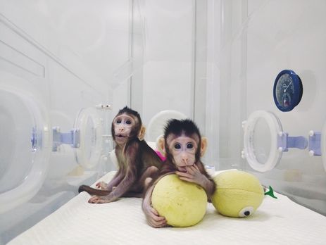 У Китаї оголосили про успішне клонування мавп