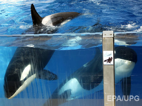 Ученые научили косатку имитировать человеческую речь. Аудио