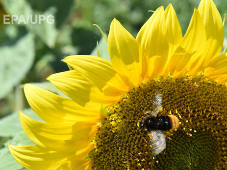 За дев'ять місяців 2017 року Україна збільшила експорт джмелів на 48%