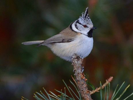 Ученые впервые провели исследование по учету птиц, населяющих чернобыльскую зону. Фоторепортаж