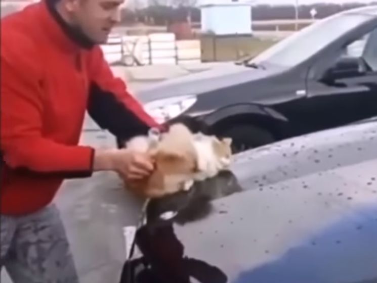На Кубани мужчина помыл машину живым котом. Видео