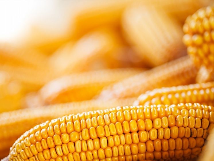 Китайские трейдеры из-за отсутствия ГМО стали больше покупать кукурузы в Украине, чем в США – СМИ