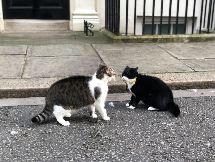 "Драма на Даунинг-стрит". Кот британского премьера подрался с котом из МИД