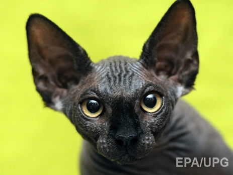  В США фанаты 