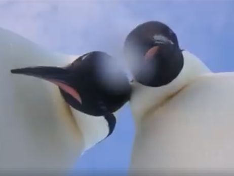В Антарктиді імператорські пінгвіни влаштували селфі. Відео