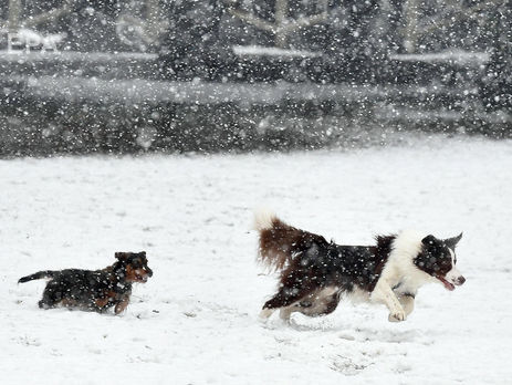 В Подмосковье бродячие собаки загрызли парня и покусали женщину – Следком РФ