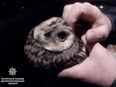 В Днепропетровской области патрульные подобрали раненую краснокнижную сову