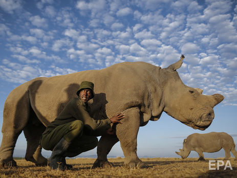 У Кенії помер останній у світі самець північного білого носорога