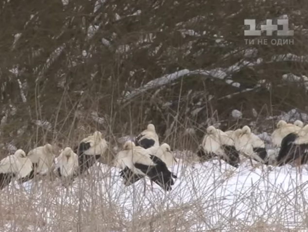 В Україні кожна друга лелека може загинути через морози. Відео