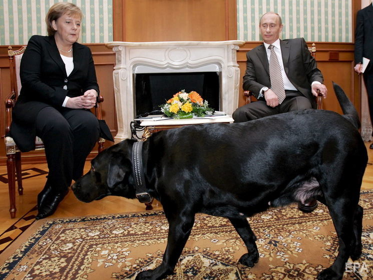 Белковский: Лабрадор Кони скончалась три года назад, самое доверенное лицо Путина, которое он мог выпустить даже на Меркель, зная, что она боится собак