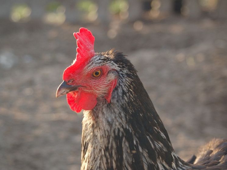 Інститут експертиз підтвердив високу якість української курятини "Наша Ряба"