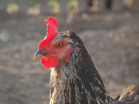 Институт экспертиз подтвердил высокое качество украинской курятины 