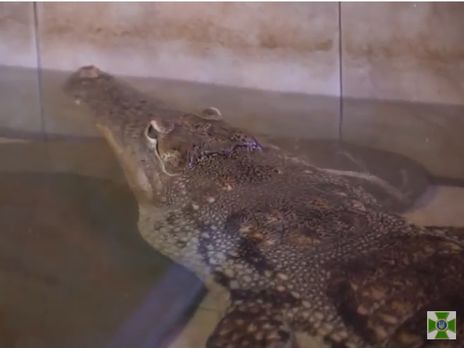 Держприкордонслужба України заявила, що використовує крокодилів для охорони об'єктів на Дунаї. Відео