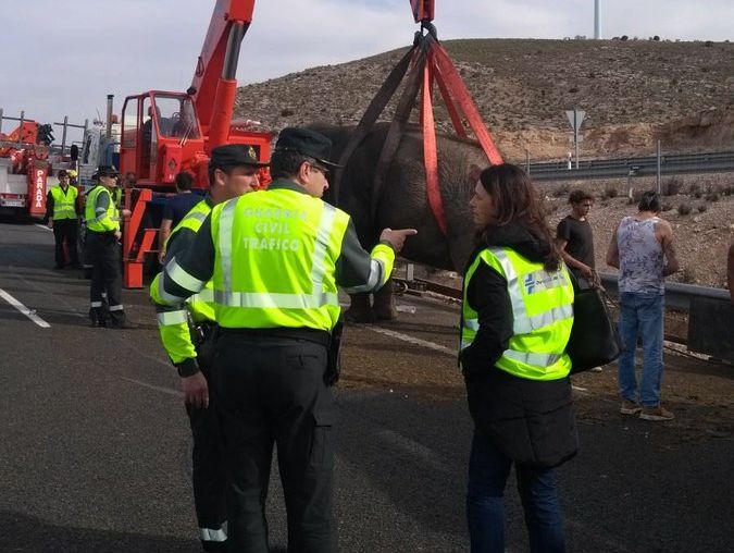 В Испании попал в аварию грузовик, перевозивший слонов. Их эвакуировали кранами