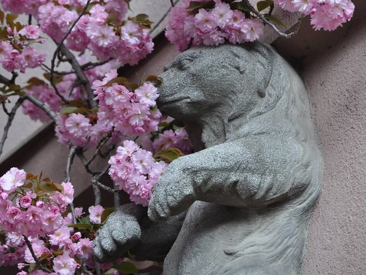 У Мукачеві встановлять камеру, щоб спостерігати за цвітінням сакури онлайн